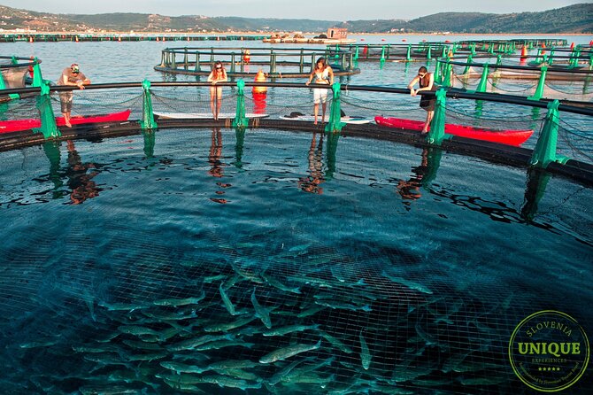 An Unforgettable Day With Fish, Wine and Olive Oil Tasting - Booking, weather, and cancellation details