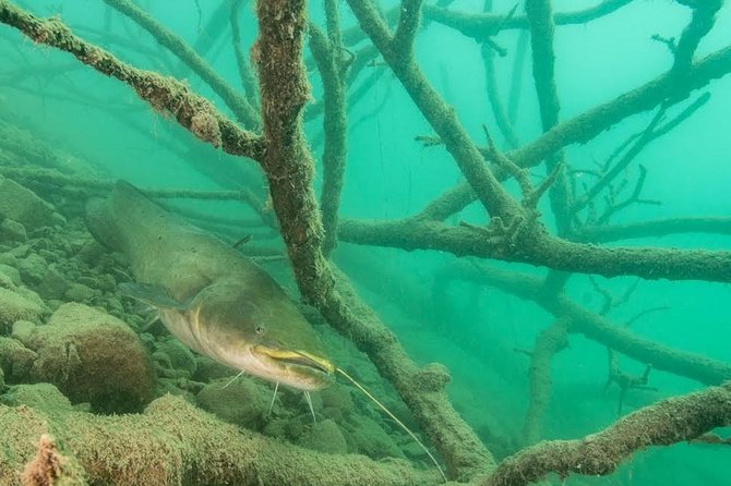 Diving Bled - Key points before you book