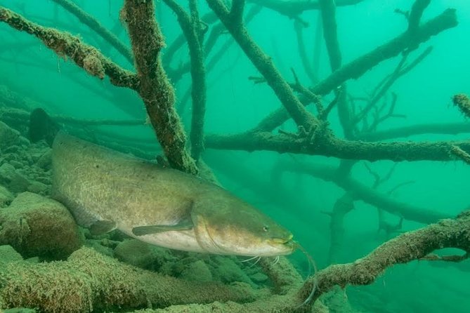 Diving Bled - Why Lake Bled looks different below the surface