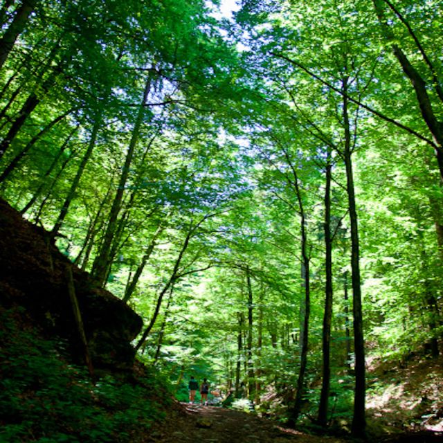 From Bled: Half-Day Pokljuka Gorge Trail Hike (Private) - The value of a local guide