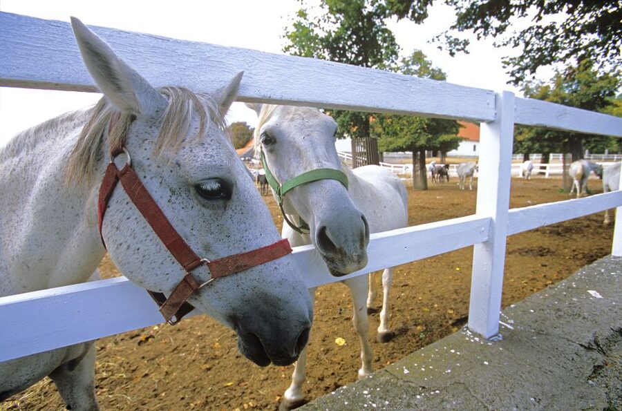 From Ljubljana: Lipica Stud Farm and Piran Full-Day Tour - Morning pickup in central Ljubljana