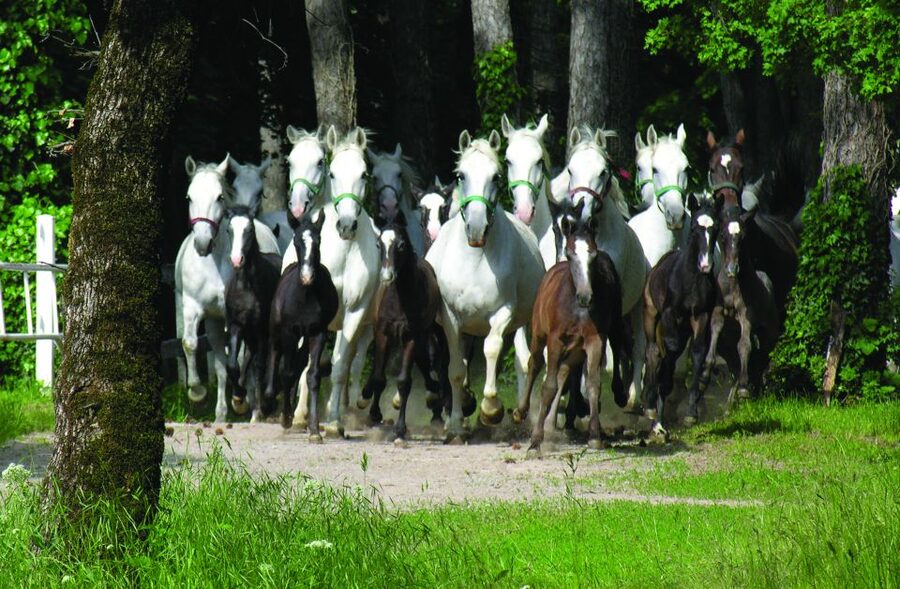 From Ljubljana: Lipica Stud Farm and Piran Full-Day Tour - What to bring and how to pace yourself