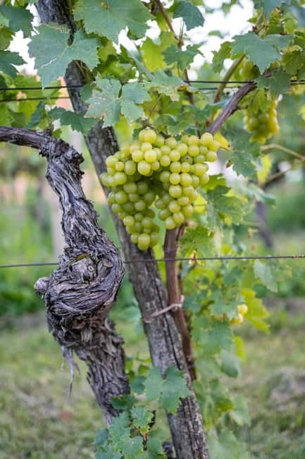 From Ljubljana: Vipava Valley Wine Express Tour - Key points at a glance