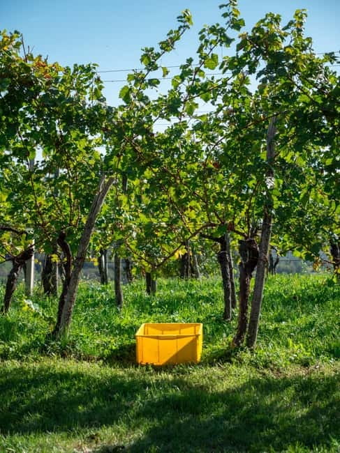 From Ljubljana: Vipava Valley Wine Express Tour - Should you book the Vipava Valley Wine Express?