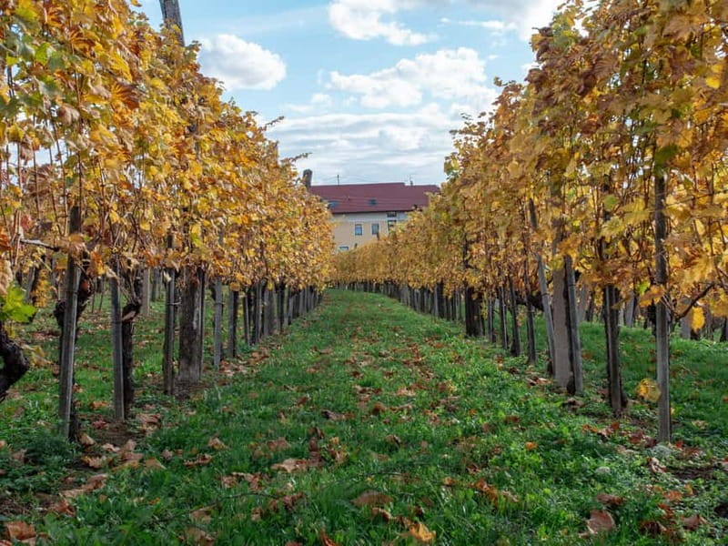 From Ljubljana: Vipava Valley Wine Express Tour - Who should book this afternoon tour?