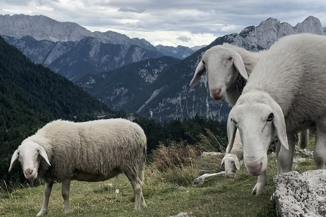 Full-Day Triglav National Park Tour from Ljubljana - Four hours beside the emerald Soča River
