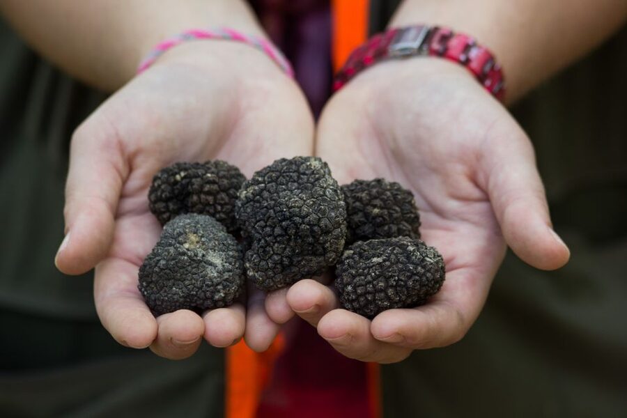 Gažon to Istria: Truffle Hunting, Cooking & Tasting - Key points to know before booking