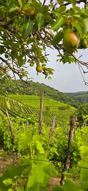Goriška Brda: Wine Walk and Tasting - Why Goriška Brda Makes Wine Worth Understanding
