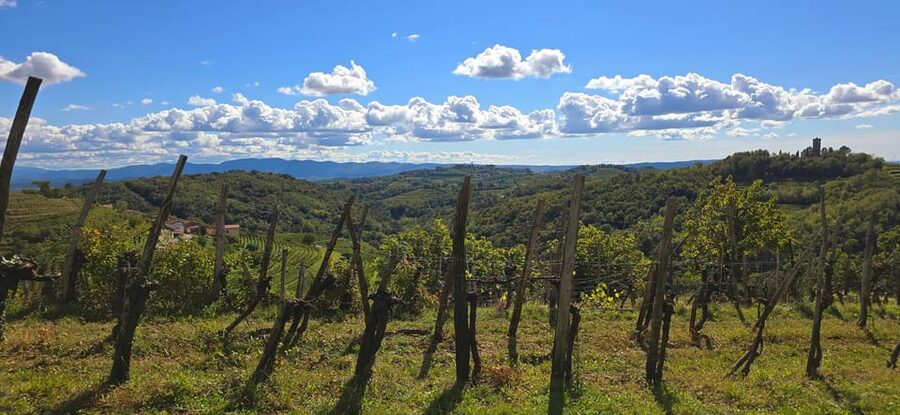 Goriška Brda: Wine Walk and Tasting - Inside the Winery: From Vineyard Work to Wine