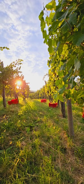 Goriška Brda: Wine Walk and Tasting - The Vineyard Walk: Five Stops Among 9,000 Vines