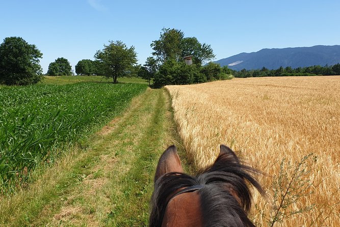 Horseback Riding In Bled - Is $132.16 a fair price?