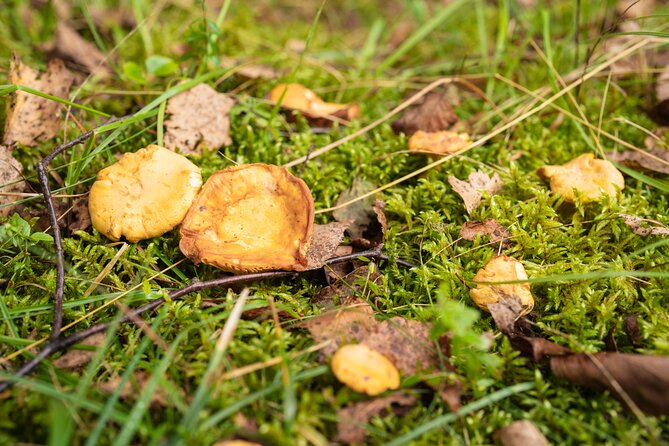 It Smells Like Mushrooms - A breakfast in Bovec before the forest