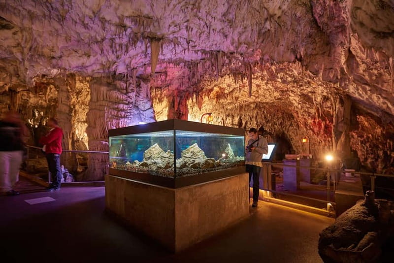 Koper/Trieste: Postojna Cave & Predjama Castle Tour & Ticket - The van ride home and the value of the guide