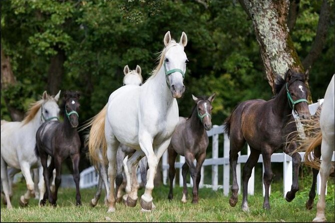 Lipica stud farm and Piran Tour from Ljubljana - Two hours to make Piran your own
