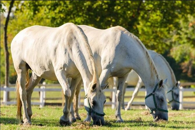 Lipica stud farm and Piran Tour from Ljubljana - Is $126.15 a fair price?