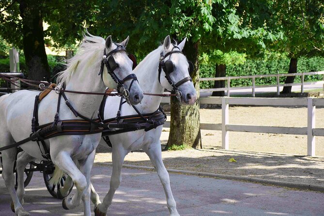 Lipica Stud Farm and Skocjan Caves from Koper - The Škocjan Caves Regional Park