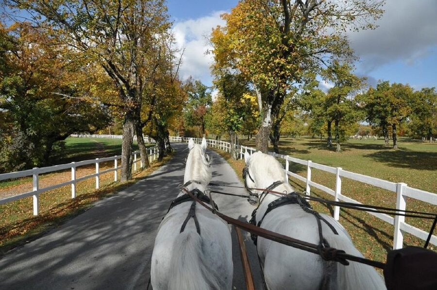 Lipica Stud Farm and Škocjan Caves from Trieste - Small details that can improve the day