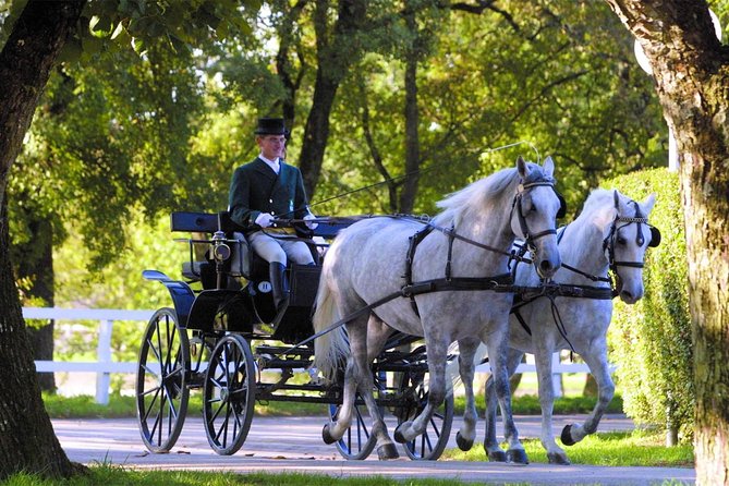 Lipica Stud Farm- Private Experience from Koper - Key points to know before booking