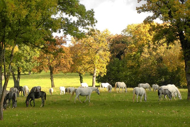 Lipica Stud Farm- Private Experience from Koper - Leaving Koper in a private van