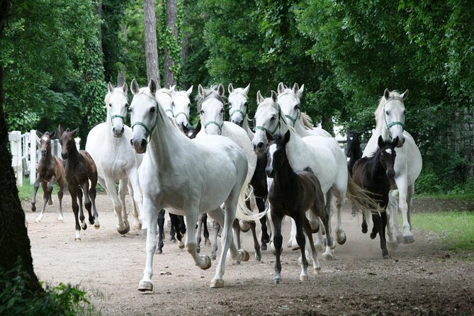 Lipica Stud Farm- Private Experience from Koper - The return through Trieste