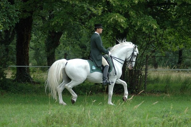 Lipica Stud Farm- Private Experience from Koper - Walking beneath Lipica’s old trees