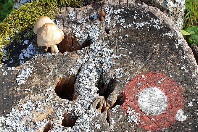 MUSHROOM FORAGING TOUR in sLOVEnia - Key points to know before you book