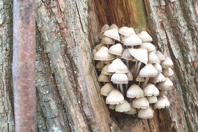 MUSHROOM FORAGING TOUR in sLOVEnia - What this mushroom tour is really about