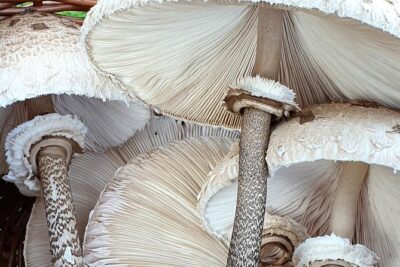 MUSHROOM FORAGING TOUR in sLOVEnia