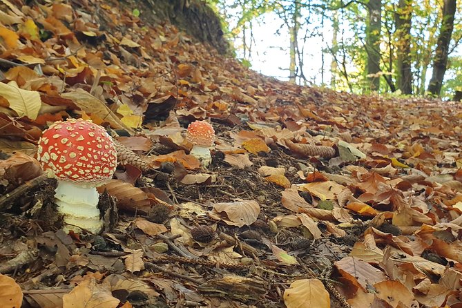 MUSHROOM FORAGING TOUR in sLOVEnia - The guides make the difference