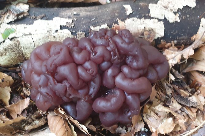 MUSHROOM FORAGING TOUR in sLOVEnia - How private is the private format?