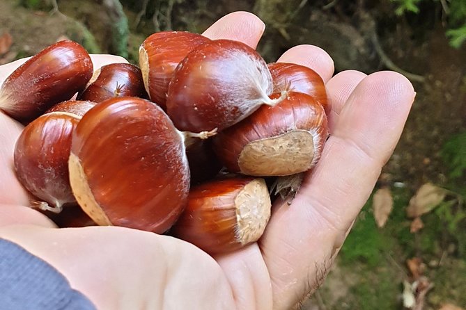 MUSHROOM FORAGING TOUR in sLOVEnia - Price and value at $264.35
