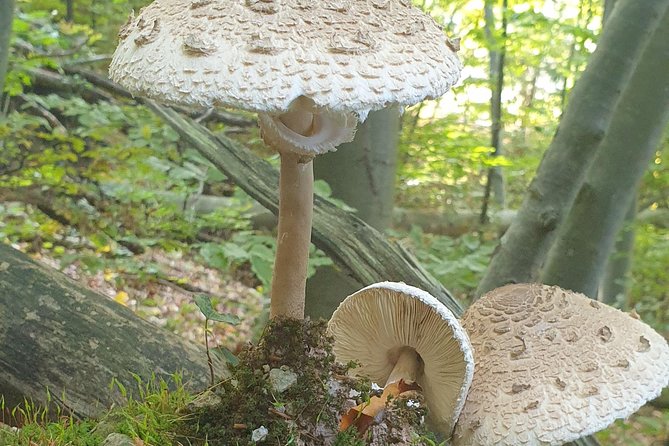 MUSHROOM FORAGING TOUR in sLOVEnia - Timing, weather, and seasonal expectations
