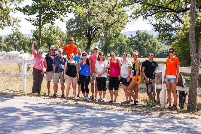 Skocjan Caves, Lipica & Piran: Karst & Coast Small-Group Day Trip from Ljubljana - Lipica and the white Lipizzaners