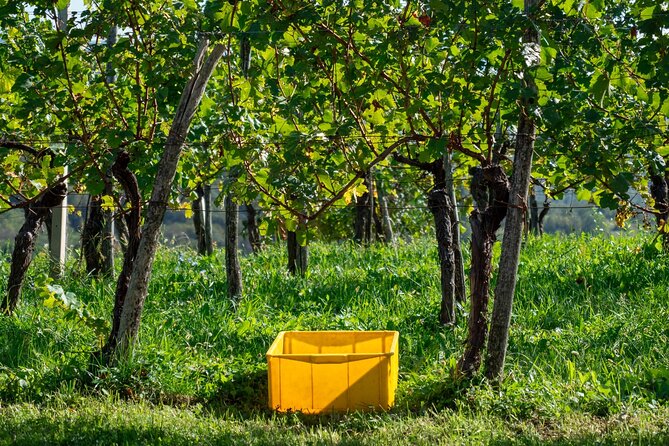 Vipava Valley Wine Express Tour From Ljubljana - Six wines, plus the food that makes them matter