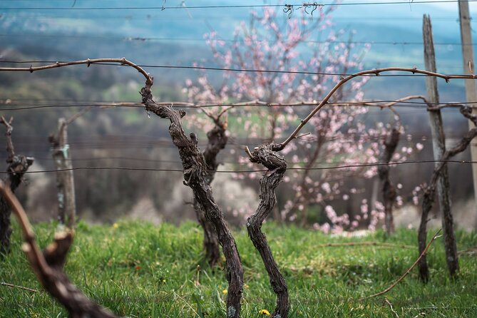 Vipava Valley Wine Express Tour From Ljubljana - Guides who shape the afternoon