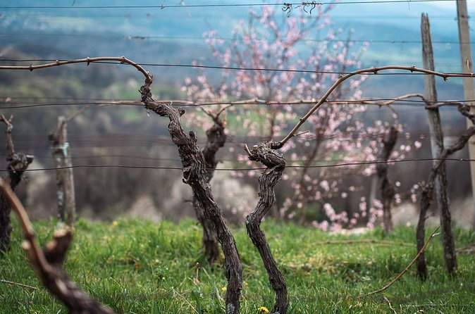 Vipava Valley Wine Express Tour From Ljubljana - What $130.95 buys you