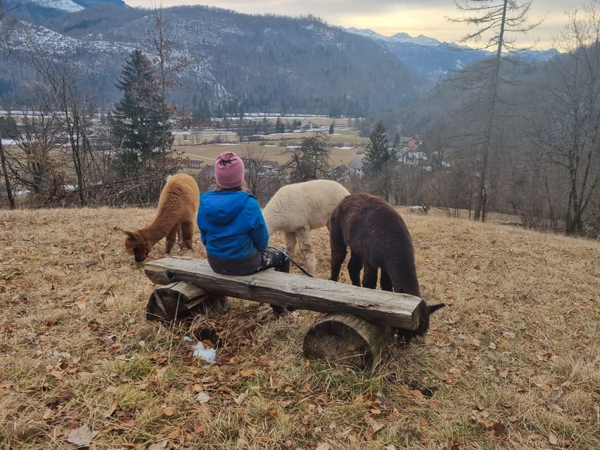 Walking with alpacas - Domačija Loncnar - Bohinj - What the private group changes