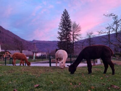 Walking with alpacas – Domačija Loncnar – Bohinj