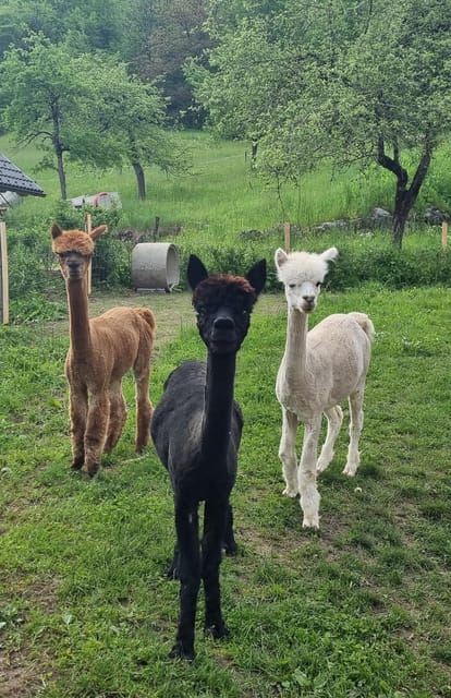 Walking with alpacas - Domačija Loncnar - Bohinj - Why the river stop is worth the walk