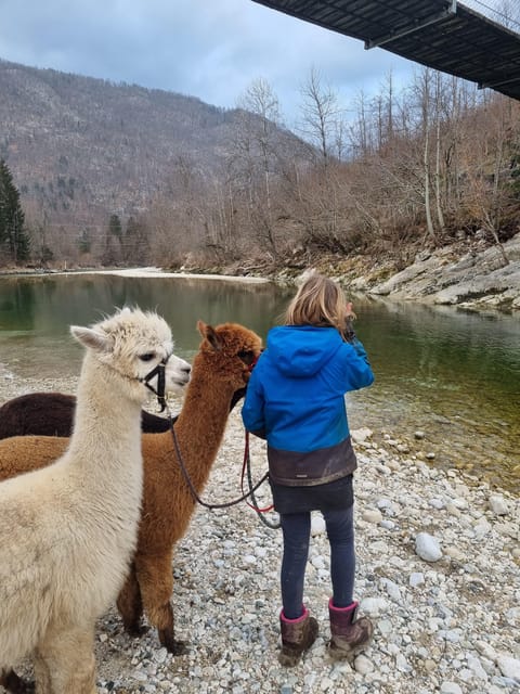 Walking with alpacas - Domačija Loncnar - Bohinj - A family farm visit, not a staged animal show