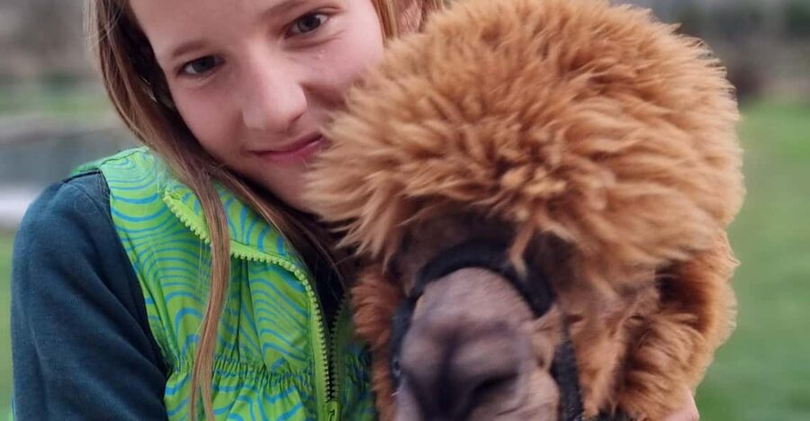 Walking with alpacas - Domačija Loncnar - Bohinj - Who will enjoy this walk most?
