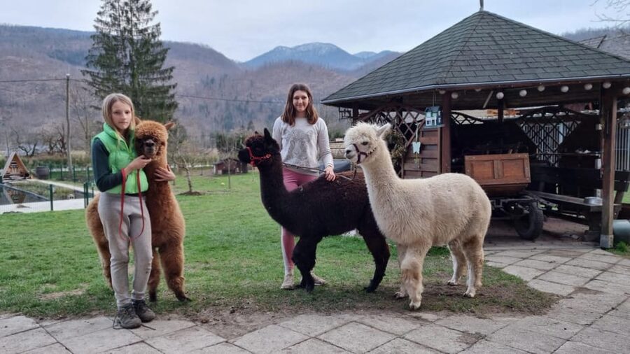 Walking with alpacas - Domačija Loncnar - Bohinj - Should you book Walking with Alpacas?