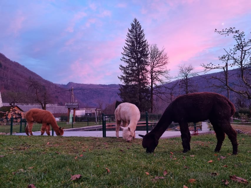 Walking with alpacas - Domačija Loncnar - Bohinj - The value of the slow alpaca pace