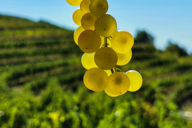 Wine Degustation in the Heart of Slovenian Istria - Practical booking advice for your day in Istria